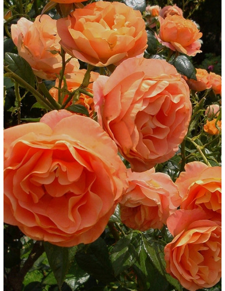 róża rabatowa BENGALI