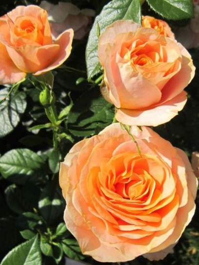 rabatowa róża BENGALI