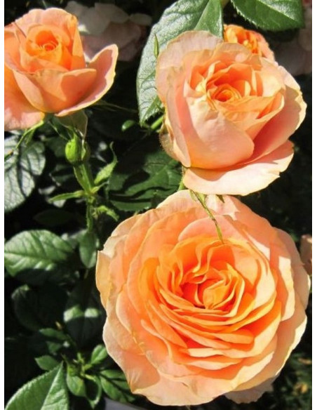 rabatowa róża BENGALI