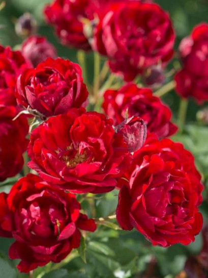 BRILLANT KORSAR róża parkowa