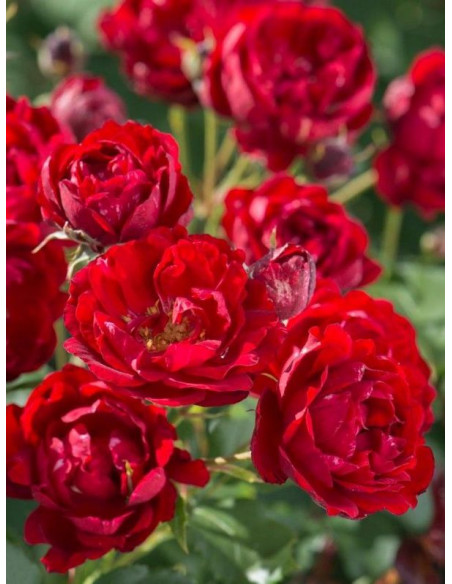 BRILLANT KORSAR róża parkowa