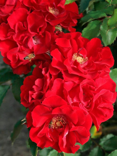 BRILLANT KORSAR parkowa róża