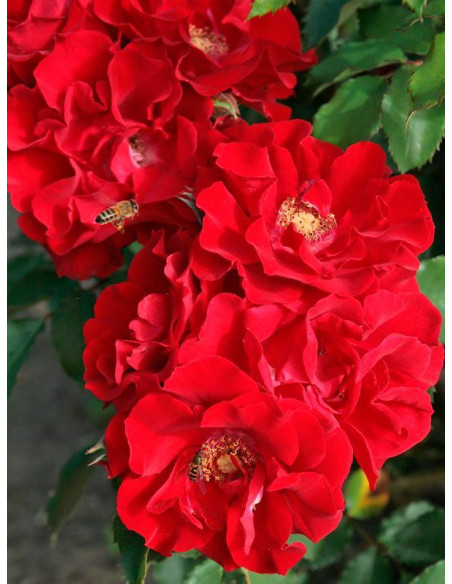 BRILLANT KORSAR parkowa róża