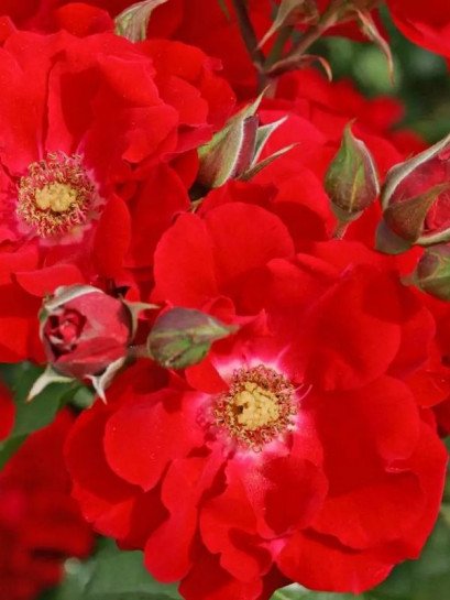 parkowa róża BRILLANT KORSAR