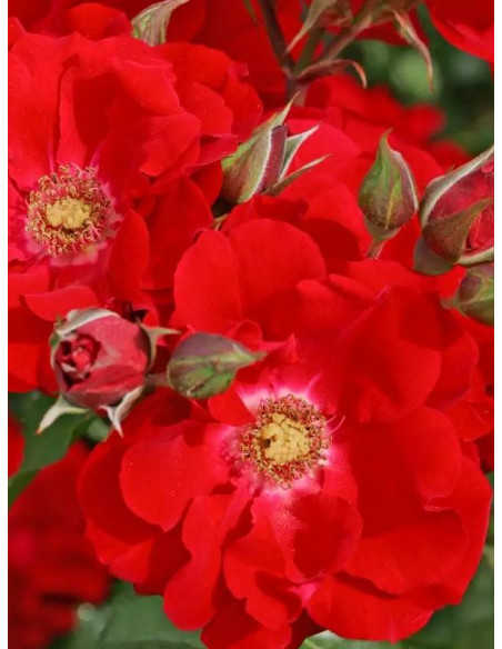 parkowa róża BRILLANT KORSAR