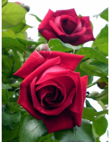 czerwona róża wielkokwiatowa Ena Harkness