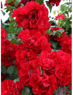 BRILLANT KORSAR róża parkowa 2