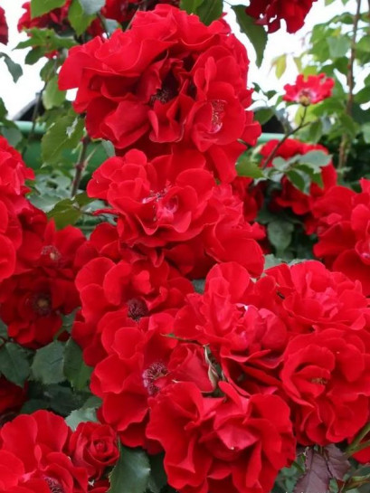 róża parkowa BRILLANT KORSAR