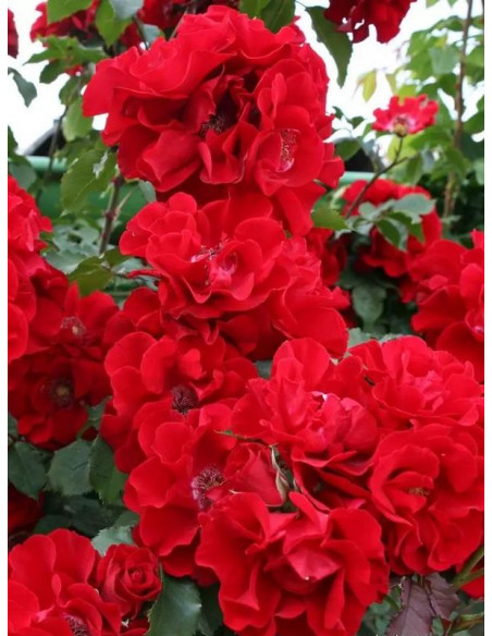 róża parkowa BRILLANT KORSAR