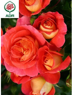 GEBRUDER GRIMM róża rabatowa