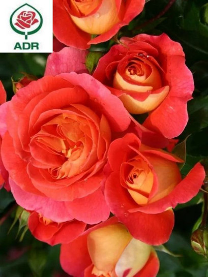 GEBRUDER GRIMM róża rabatowa