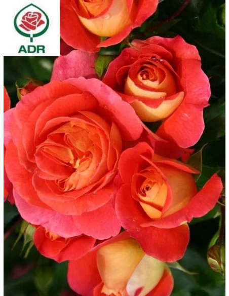 GEBRUDER GRIMM róża rabatowa