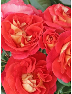 GEBRUDER GRIMM róża rabatowa 2