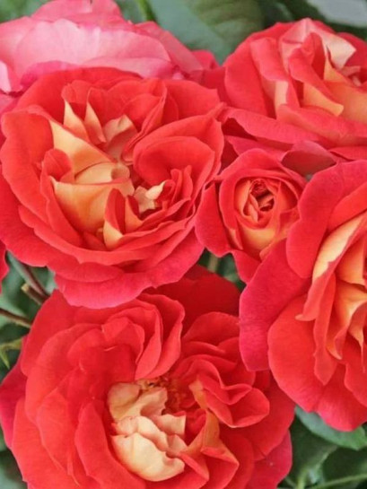 GEBRUDER GRIMM rabatowa róża