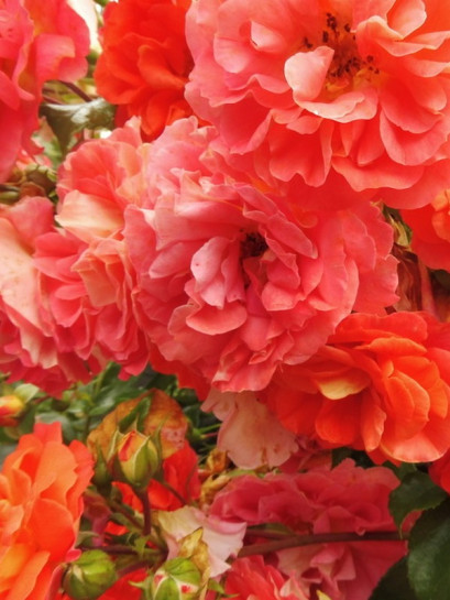 róża rabatowa GEBRUDER GRIMM