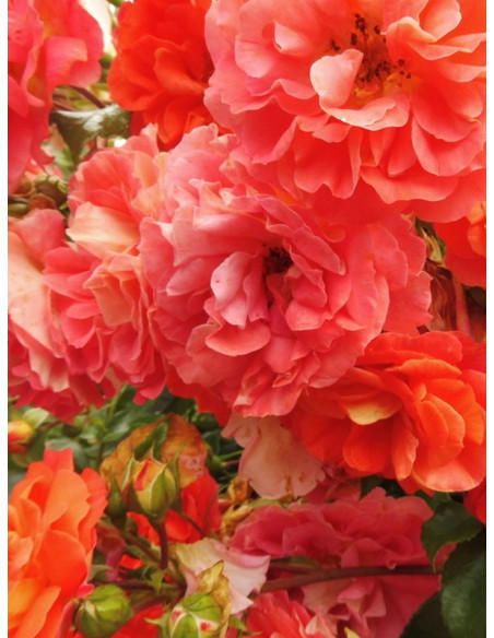 róża rabatowa GEBRUDER GRIMM