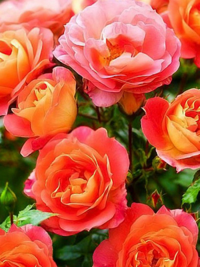 rabatowa róża GEBRUDER GRIMM