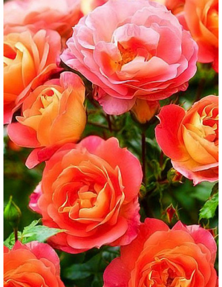 rabatowa róża GEBRUDER GRIMM