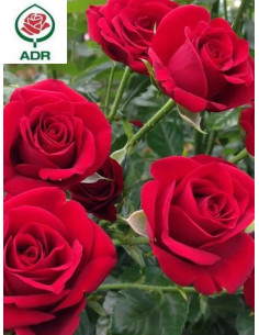 GRANDE AMORE róża wielkokwiatowa