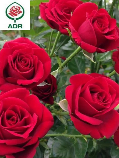 GRANDE AMORE róża wielkokwiatowa