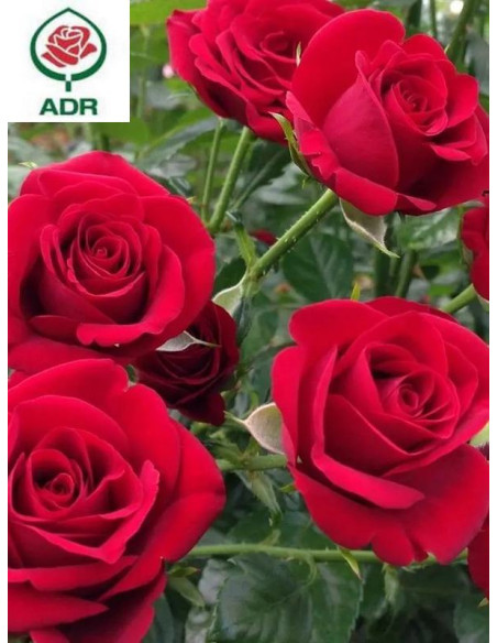 GRANDE AMORE róża wielkokwiatowa