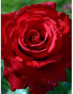 GRANDE AMORE róża wielkokwiatowa 2