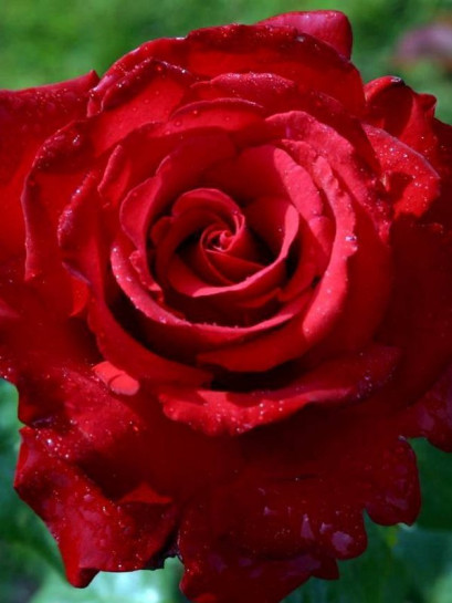 GRANDE AMORE wielkokwiatowa róża