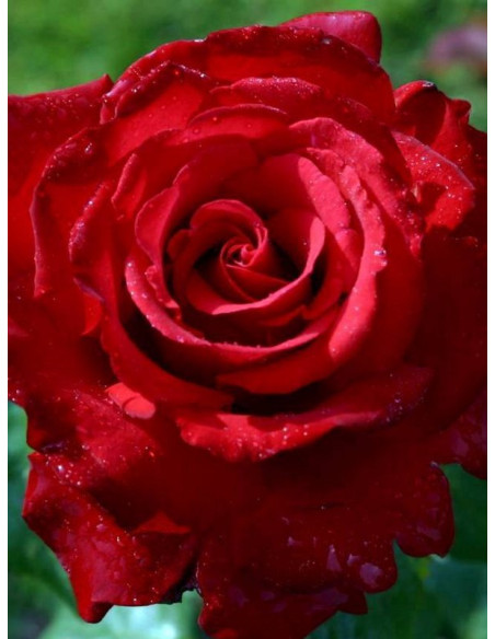 GRANDE AMORE wielkokwiatowa róża