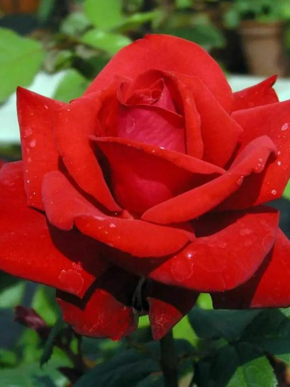 róża wielkokwiatowa GRANDE AMORE