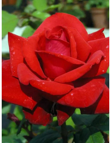 róża wielkokwiatowa GRANDE AMORE