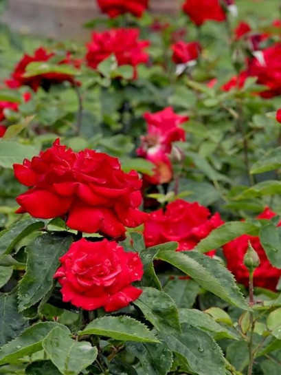 wielkokwiatowa róża GRANDE AMORE