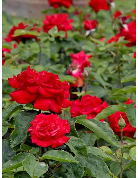 wielkokwiatowa róża GRANDE AMORE