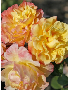 MOONLIGHT róża pnąca