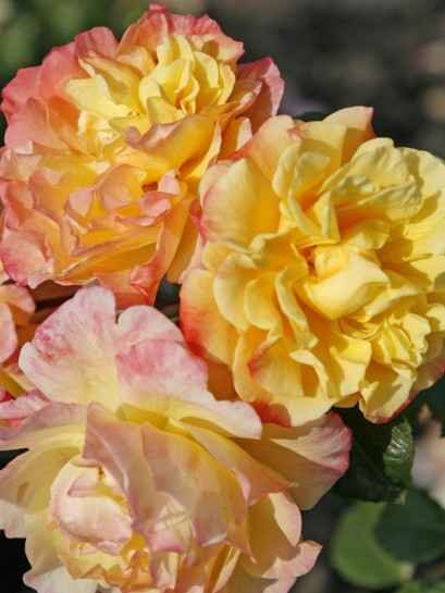 MOONLIGHT róża pnąca