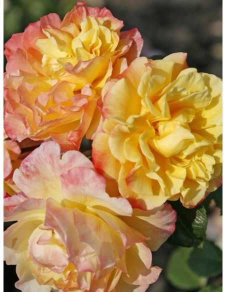 MOONLIGHT róża pnąca