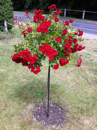 fairy dance róza pienna