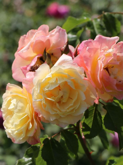 róża pnąca MOONLIGHT