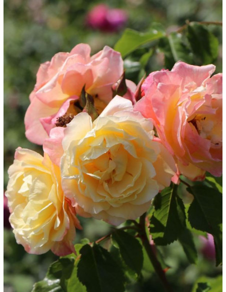 róża pnąca MOONLIGHT