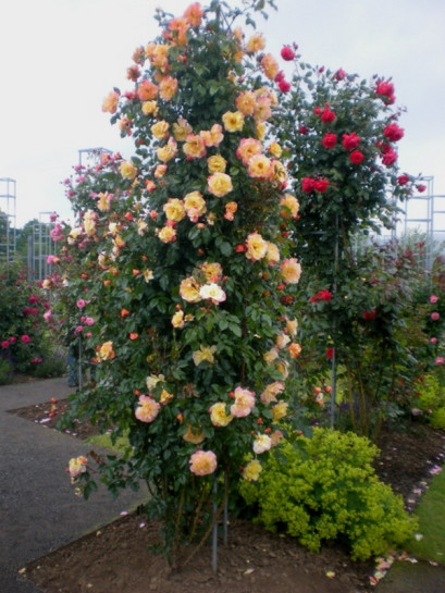 MOONLIGHT pnąca róża