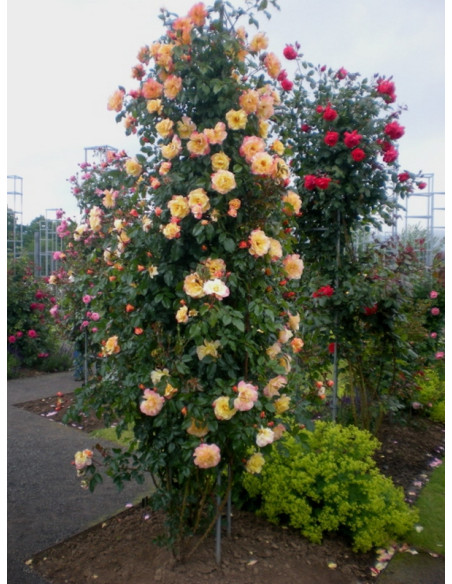 MOONLIGHT pnąca róża