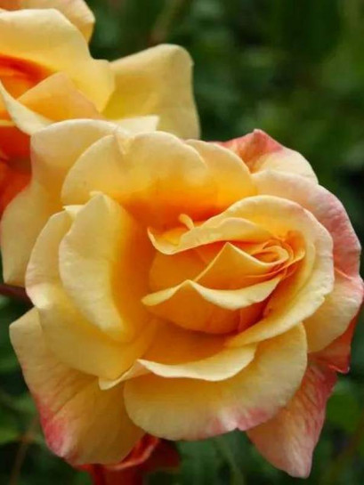 pnąca róża MOONLIGHT