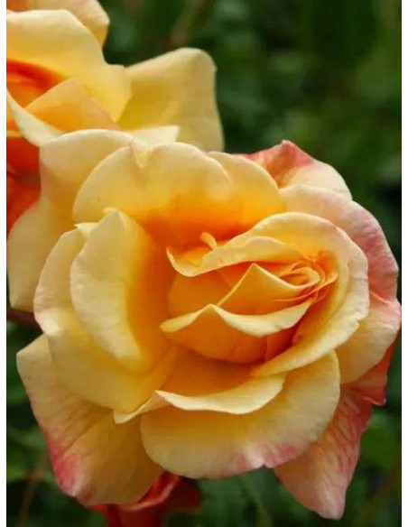 pnąca róża MOONLIGHT