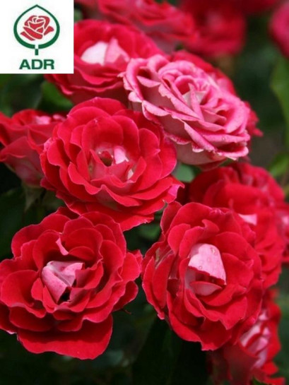 SCHONE KOBLENZERIN róża rabatowa