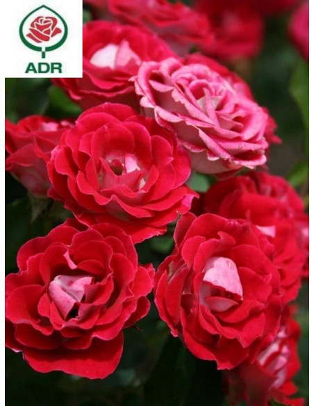 SCHONE KOBLENZERIN róża rabatowa