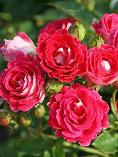 SCHONE KOBLENZERIN® róża rabatowa