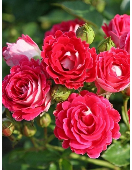 SCHONE KOBLENZERIN® róża rabatowa