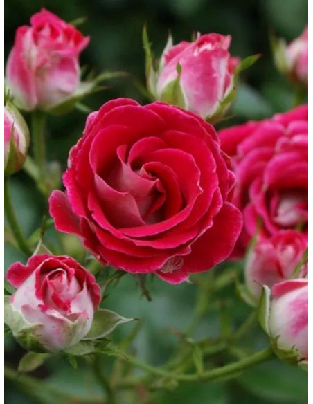 rabatowa róża SCHONE KOBLENZERIN