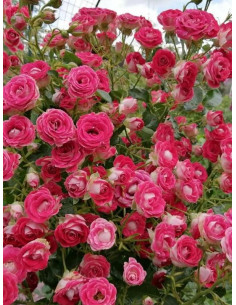 SCHONE KOBLENZERIN róża rabatowa 2