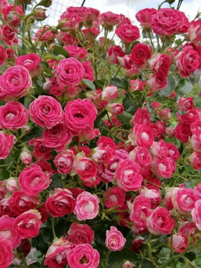 SCHONE KOBLENZERIN rabatowa róża