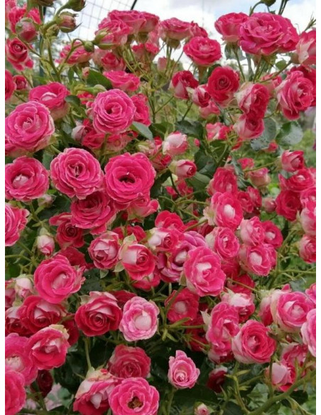 SCHONE KOBLENZERIN rabatowa róża